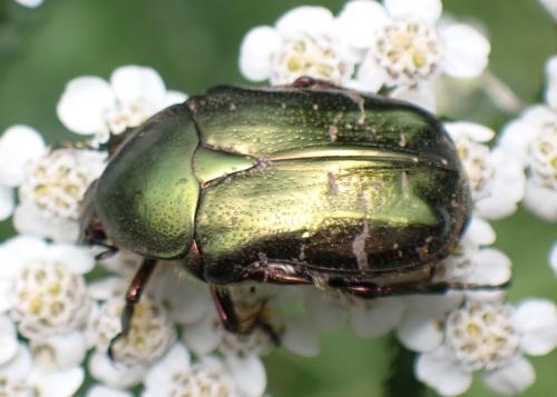Réf. 287 064 : Cetonia aurata